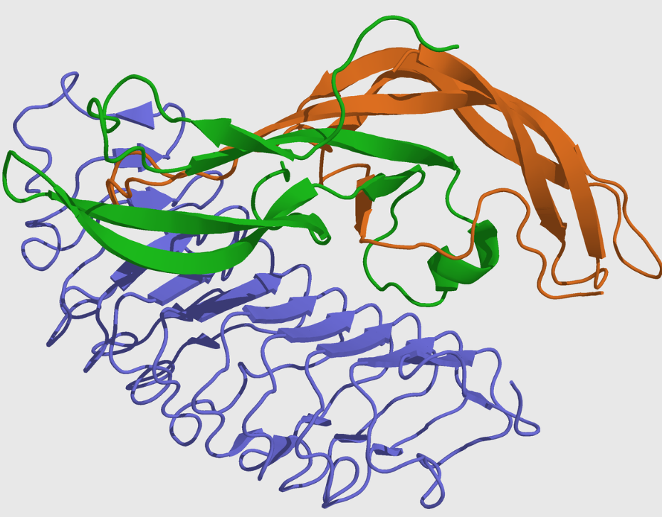 Follicle-stimulating hormone